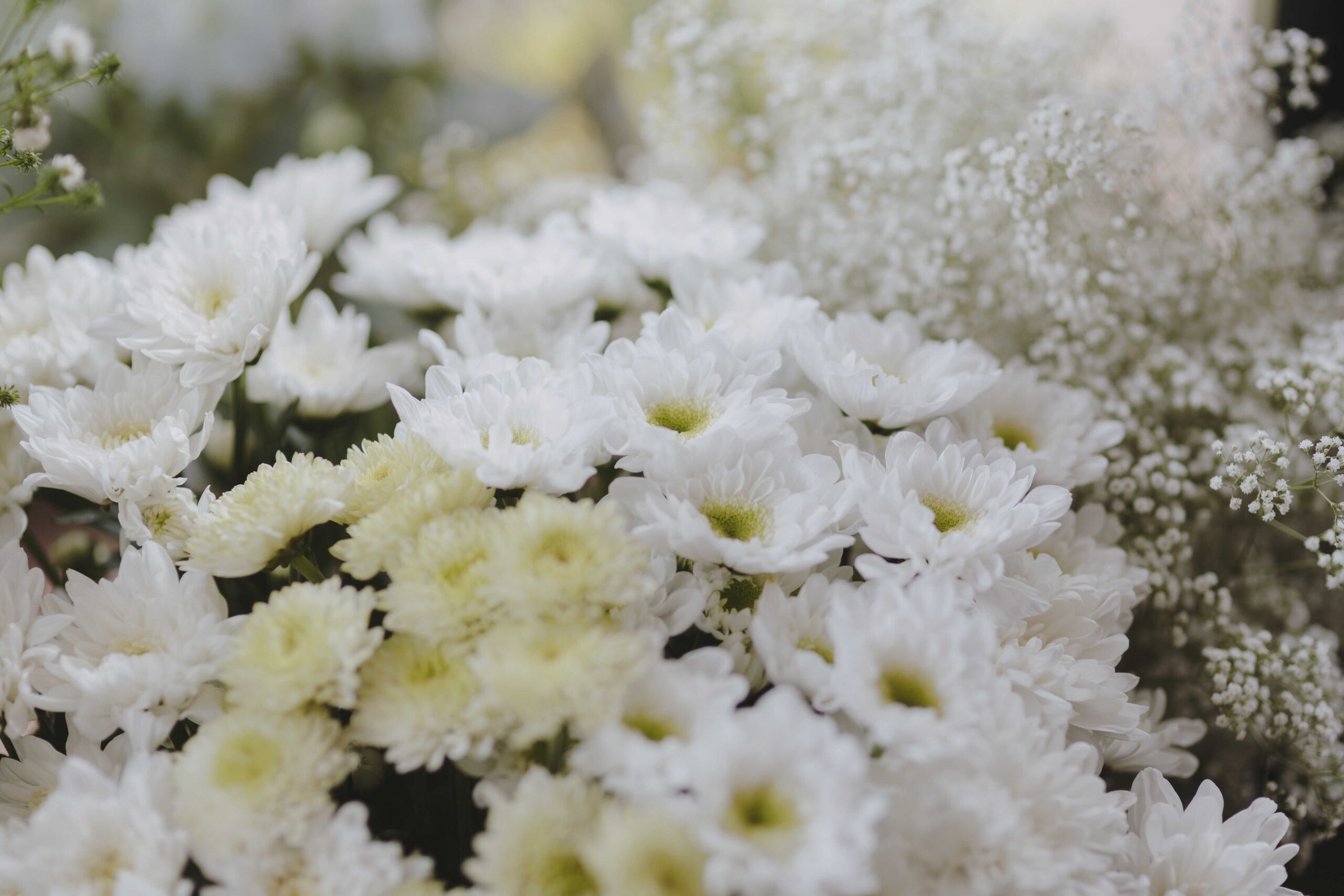 Gänseblümchen: Natürlich und charmant, perfekt für eine ländliche Hochzeit in der Kirche.