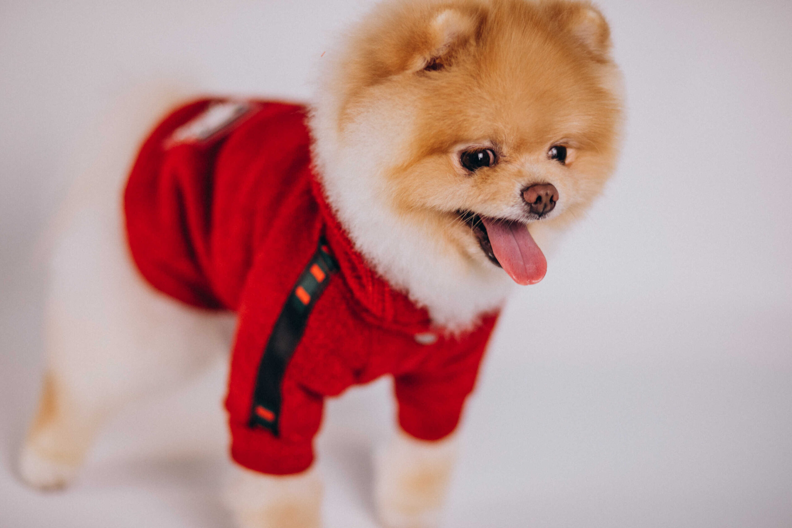 Harmonisieren Sie die Farben des Hund Hochzeit Outfit mit dem Hochzeitsthema