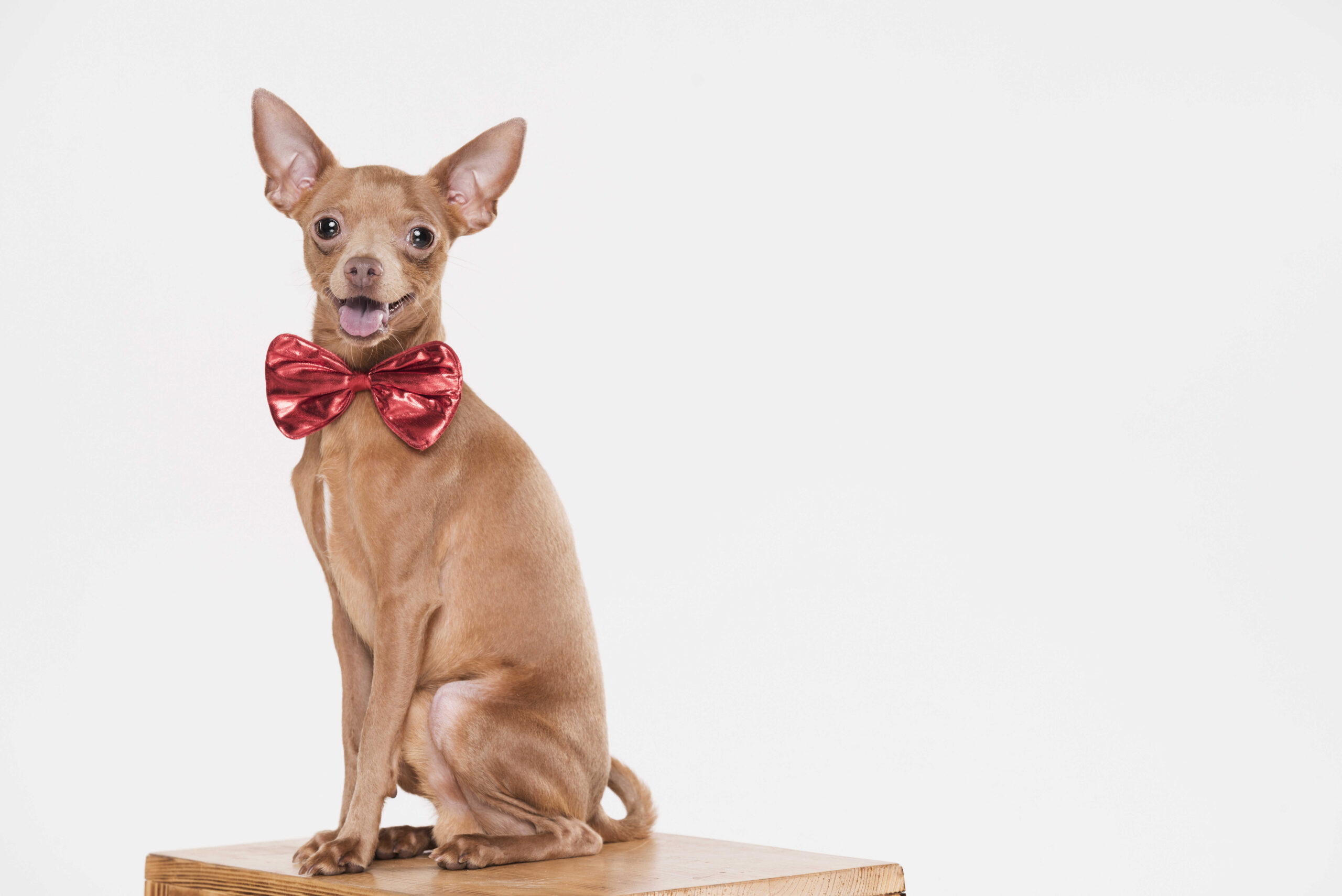 Verleihen Sie dem Hund Hochzeit Outfit mit dezenten Strass-Verzierungen einen Hauch von Glamour