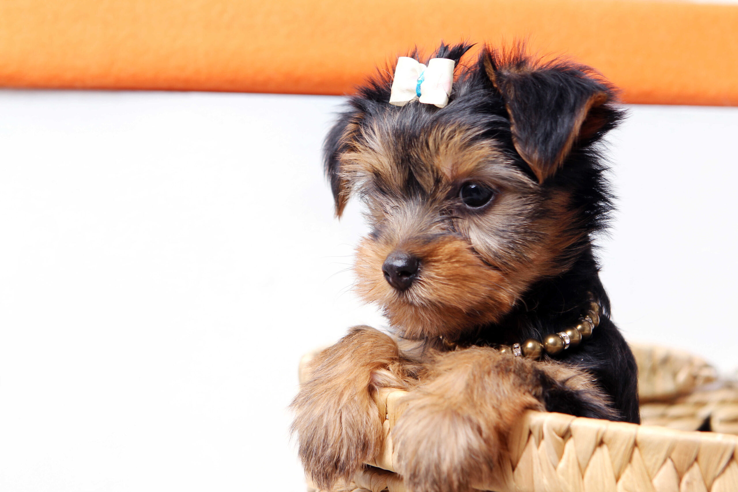 Hund Hochzeit Outfit Mädchen