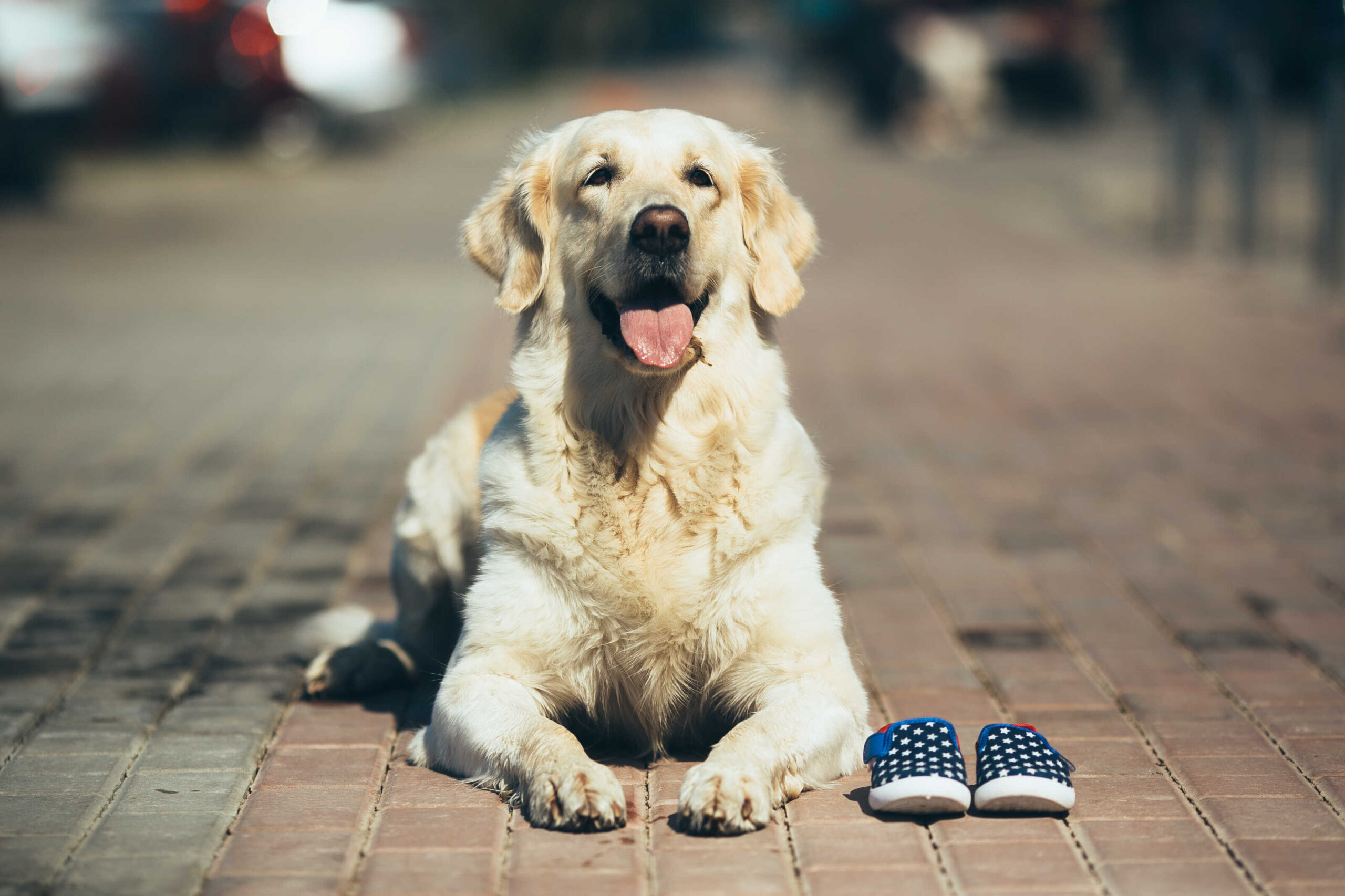 Komfortable Hundeschuhe