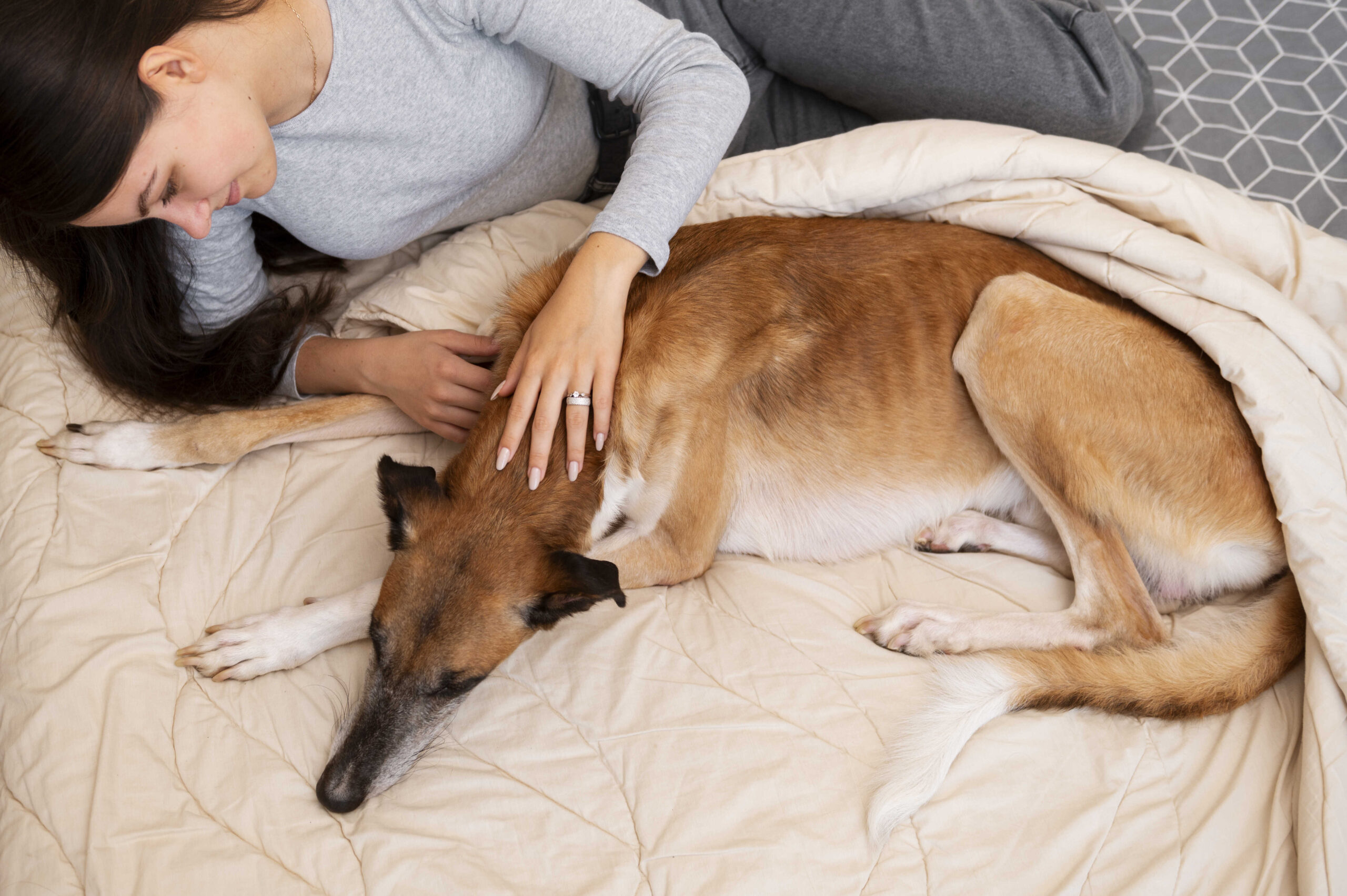 Kuschelige Hundedecke für Zweisamkeit