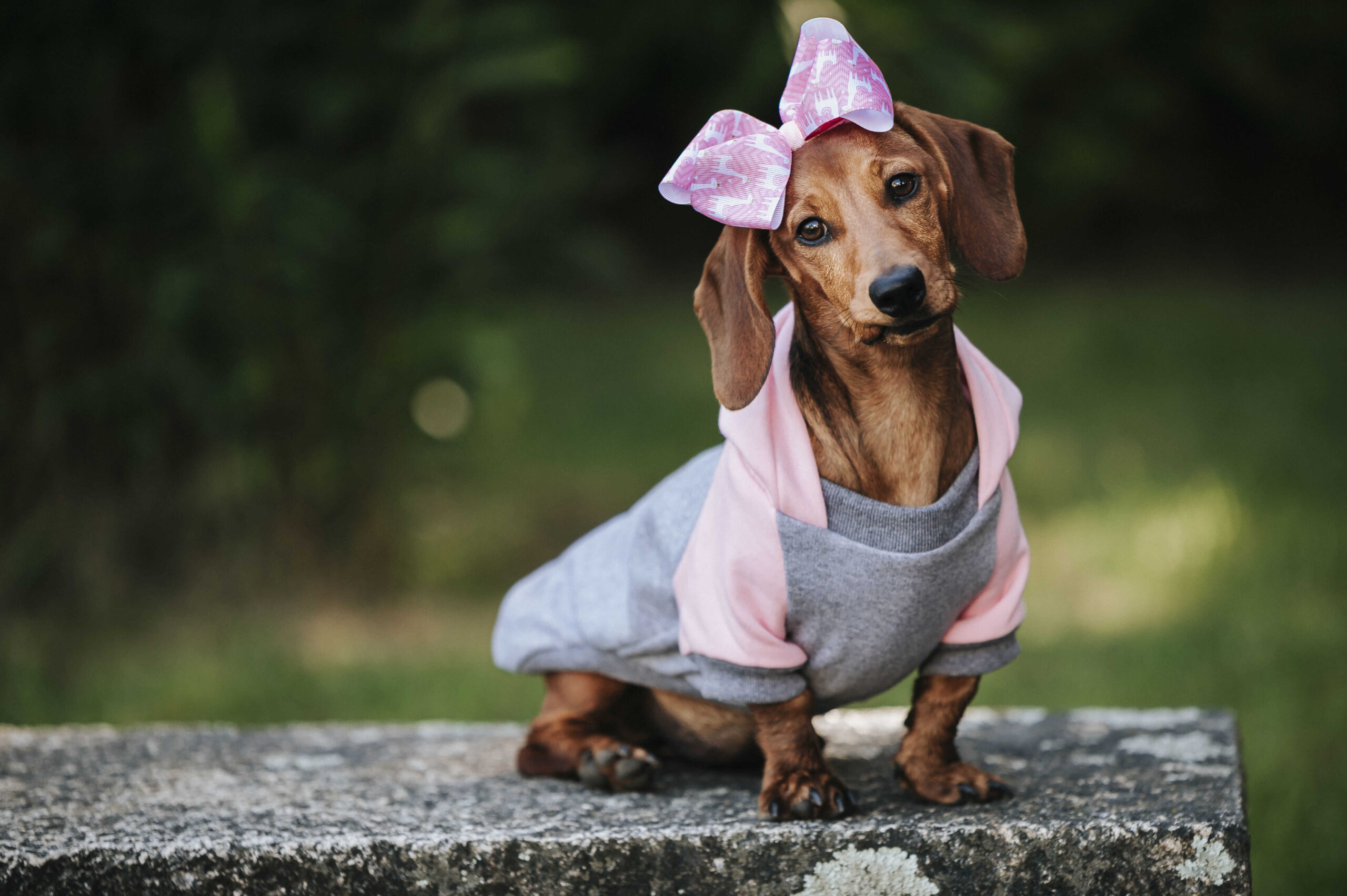 Hund Hochzeit Outfit | Ideen für Vierbeiner