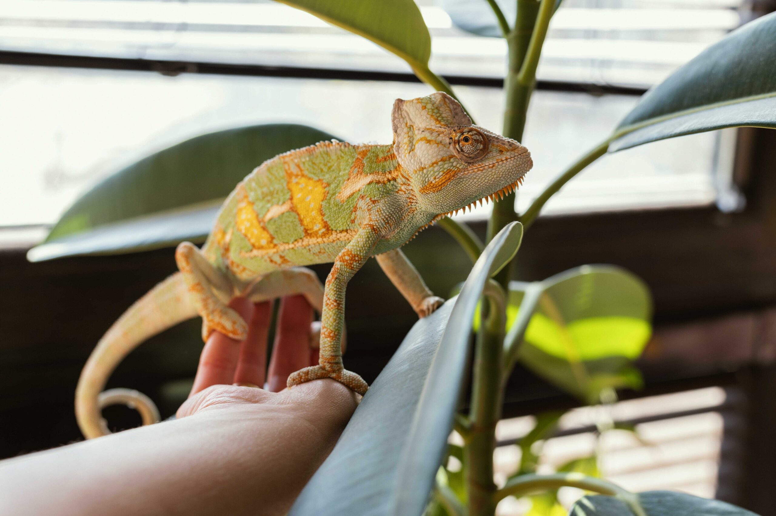 Ein exotisches Haustier - Einzigartige Geschenk für Paar das alles hat